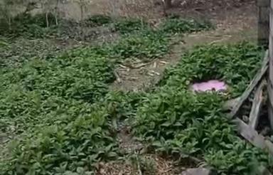 فروش زمین مسکونی 305 متر در کوچک محله