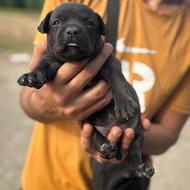 توله ی امریکن بولی پیتبول واگذاری