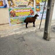 قصاب برای ذبح گوسفند و گاو