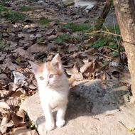 واگذاری گربه رایگان