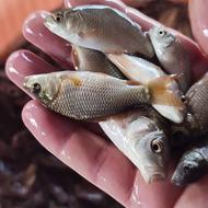 کپور و طلایی سایز 3بند