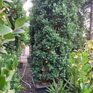 گل و گیاه یاس