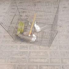 قفس پرنده با وسایلش