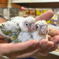 طوطی گرینچیک های سرلاکی در انواع رنگ قرمزی بالا