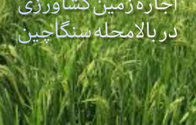 اجاره زمین کشاورزی، مزرعه برنج