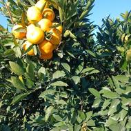 نارنگی اونشو و ژاپنی و کلمانتین و پرتقال