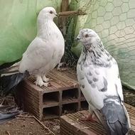 کبوتر فروشی تضمینی