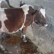 گاو محلی آبستن بالای 5 ماه