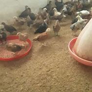 فروش جوجه محلی