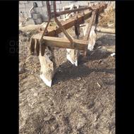 گاو اهن ارتشی