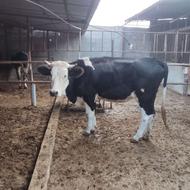 گاوجوانشکماول با گوساله مادهقرمز