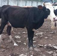 گاو با گوساله نر فروشی