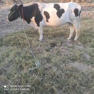 2تا گاو جوان سفید5ماه آبستن است شکم دوم