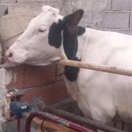 گاو شیر ی جوان