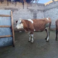 گاو سیمیتال