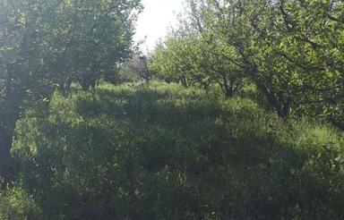 فروش باغ سیب 111 من محلی، مناسب برای سرمایه گذاری