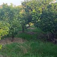 فروش زمین مسکونی 430 متر در عرب محله