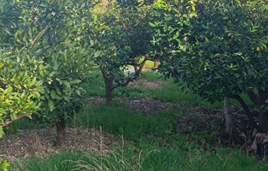 فروش زمین مسکونی 430 متر در عرب محله