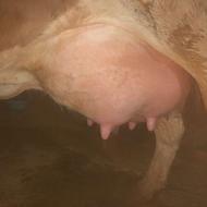 گاو سیمینتال شکم دوم تازه زاییده با گوساله بلژیکی شیر 30کیلو