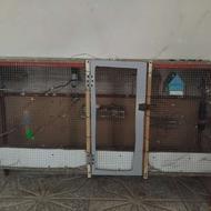 قفس پرنده فنچ .قناری .بلدرچین .مرغ عشق همه پرنده ها