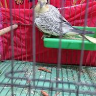 طوطی عروس ماده بالغ