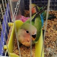 طوطی برزیلی سه ماهه و عروس هلندی شش ماهه