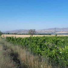 فروش زمین کشاورزی و باغ انگور 12000 متری در کوه زین