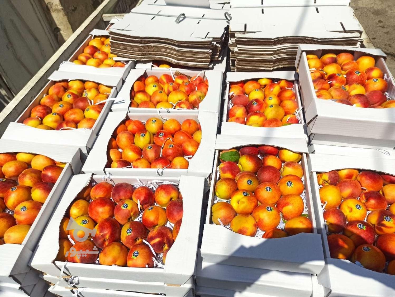 هرس کار ماهر