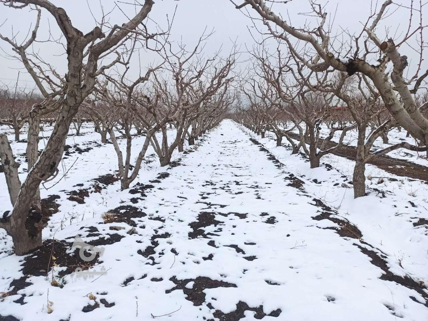 هرس کار ماهر