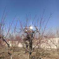 هرس کار ماهر