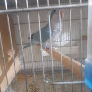 طوطی راهب نر