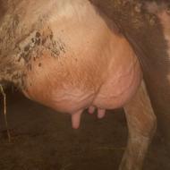 گاو سیمینتال مونت تازه زاییده شیر 28کیلو