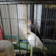 طوطی عروس نر ماده رام