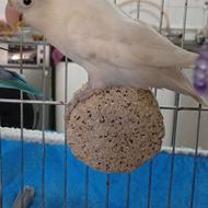 طوطی برزیلی سفید سالم و سرحال و همراه با قفس و تمام وسایل