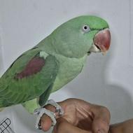 شاه طوطی کاملا رام