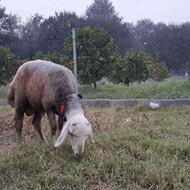 گوسفند نر کله عروس بروجردی