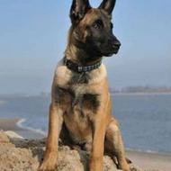 واگذاری سگ تیز پا سرعتی نژاد ( مالینویز بلژیکی ) واکسینه شده