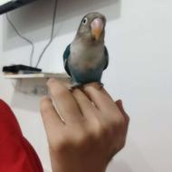 یک عدد طوطی برزیلی رام