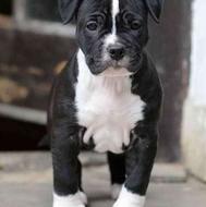 واگذاری توله سگ پیتبول