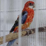 فروش فوری طوطی رزیلا زیبا نر