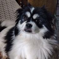 سگ پا کوتاه واگذاری