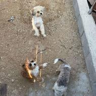 واگذاری سگ پشمالو