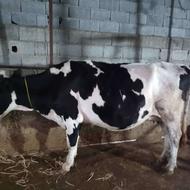 گاو هلشتاین جنس عالی گاو از هر طرف میتونی بدوشی زنده 500کیلو