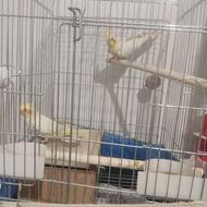 عروس هلندی مولد با تخم تظمینی