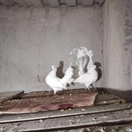 یک جفت کبوتر دم معاوزه