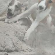 واگذاری سگ عالی فهمیده