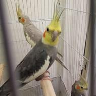 .عروس هلندی