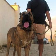 واگذاری سگ سرابی نسل دار