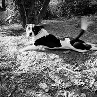 واگذاری سگ پیتبول نر