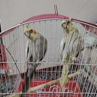 فروش عروس هلندی با قفس